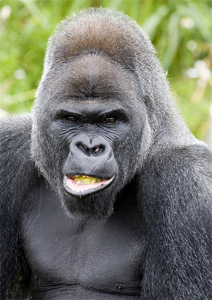 Male Silverback Gorilla Picture Board by Mike Gorton
