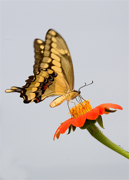 Eastern Tiger Swallowtail Butterfly Picture Board by Mike Gorton