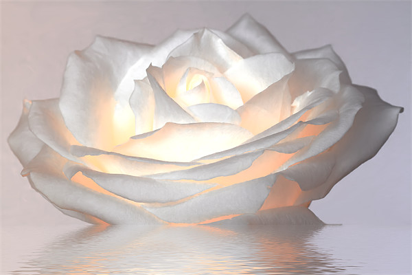 Glowing White Rose Picture Board by Mike Gorton