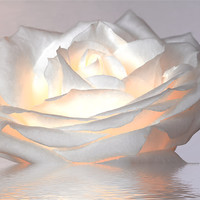 Buy canvas prints of Glowing White Rose by Mike Gorton