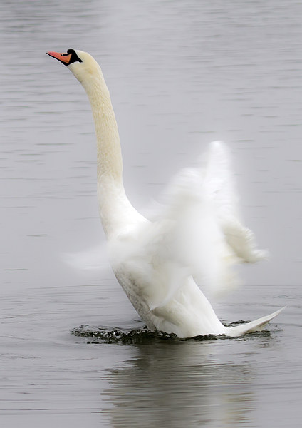 Swan in a Flap Picture Board by Mike Gorton
