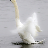 Buy canvas prints of Swan in a Flap by Mike Gorton