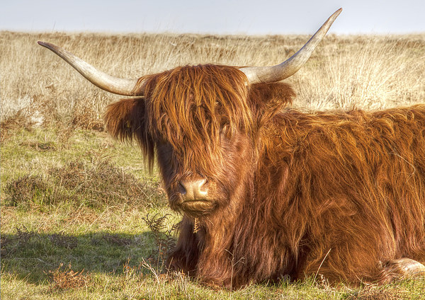 Highland Cow Picture Board by Mike Gorton