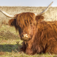 Buy canvas prints of Highland Cow by Mike Gorton