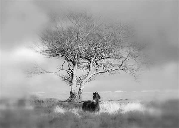Exmoor Pony under a lone tree Picture Board by Mike Gorton