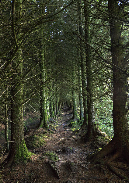 Devon Forest Pathway Picture Board by Mike Gorton