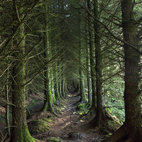Buy canvas prints of Devon Forest Pathway by Mike Gorton
