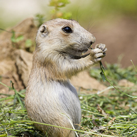 Buy canvas prints of Prairie Dog Baby by Mike Gorton