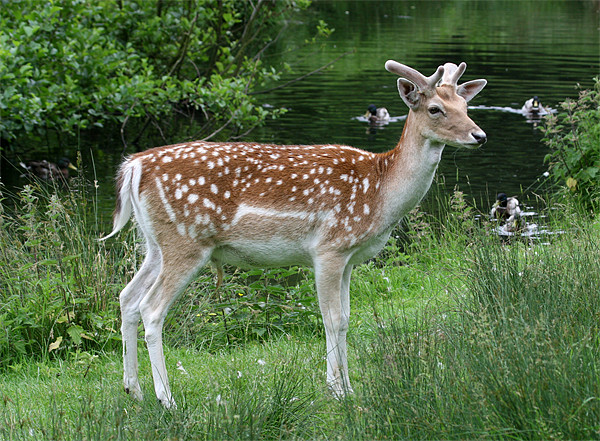 Fallow Deer Picture Board by Mike Gorton