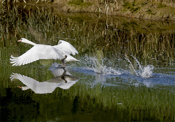 White Swan taking off Picture Board by Mike Gorton