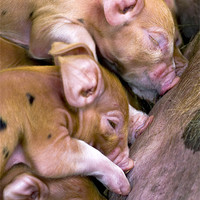 Buy canvas prints of Piglets suckling by Mike Gorton