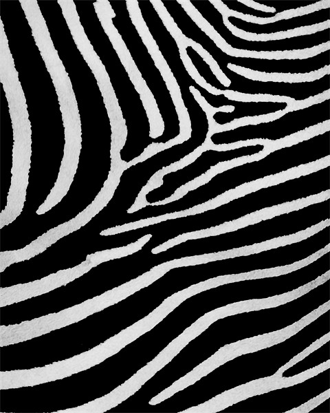 Zebra skin Framed Mounted Print by Mike Gorton