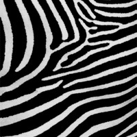 Buy canvas prints of Zebra skin by Mike Gorton