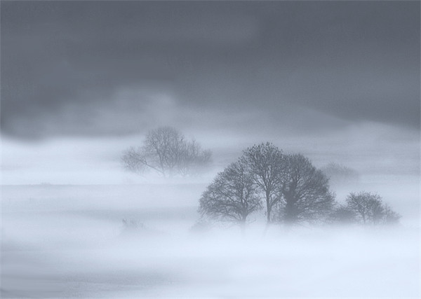 Misty Trees Picture Board by Mike Gorton