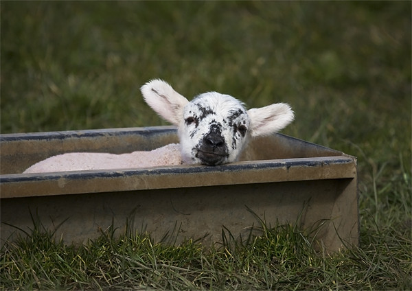 Clever Lamb Picture Board by Mike Gorton
