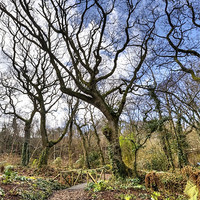 Buy canvas prints of Guardian Tree by Mike Gorton
