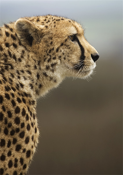 Cheetah Picture Board by Mike Gorton
