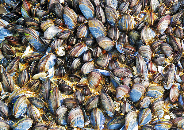 Mussels Picture Board by Mike Gorton