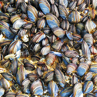 Buy canvas prints of Mussels by Mike Gorton