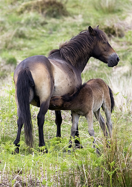 Exmoor Pony Foal Suckling Picture Board by Mike Gorton