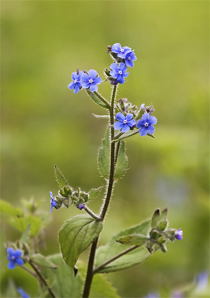 Wild Flower called Green Alkanet Picture Board by Mike Gorton