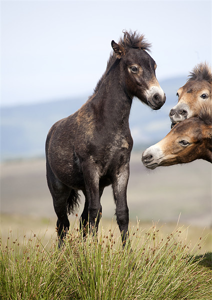 Curious Exmoor Pony Foals Picture Board by Mike Gorton