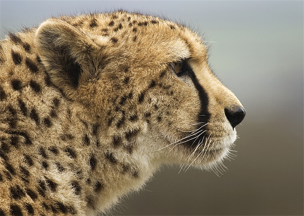 Cheetah Head profile Picture Board by Mike Gorton