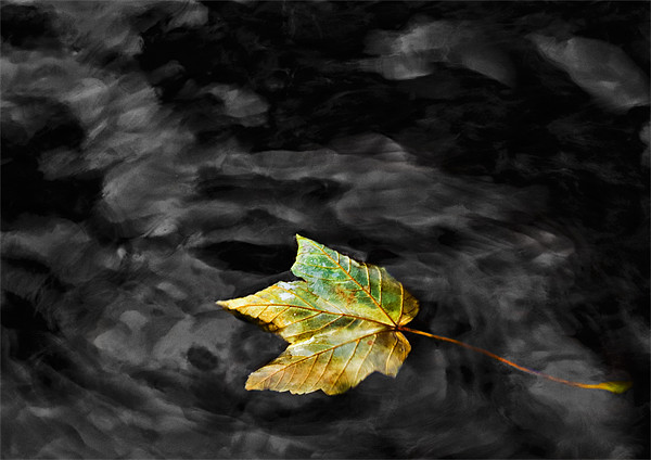 Autumn Leaf Picture Board by Mike Gorton
