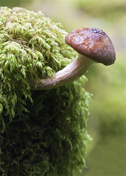 Woodland Fungus Picture Board by Mike Gorton