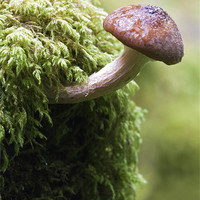 Buy canvas prints of Woodland Fungus by Mike Gorton