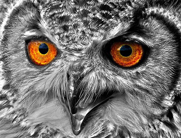 Eyes of a Bird of Prey Picture Board by Mike Gorton