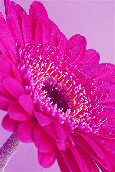 Pink Gerbera Picture Board by Mike Gorton