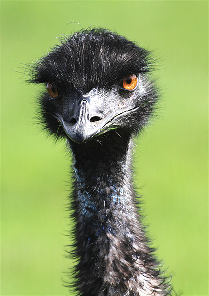 Emu Picture Board by Mike Gorton