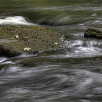 Buy canvas prints of Three Leaves on A Rock by Mike Gorton