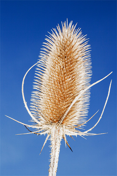 Teasel Picture Board by Mike Gorton