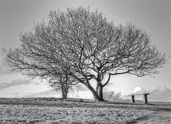 Tree in English Countryside Picture Board by Mike Gorton