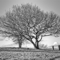 Buy canvas prints of Tree in English Countryside by Mike Gorton