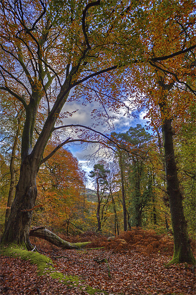 Autumn In The Woods Picture Board by Mike Gorton