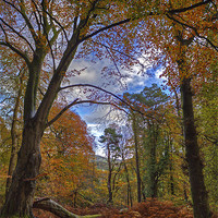 Buy canvas prints of Autumn In The Woods by Mike Gorton