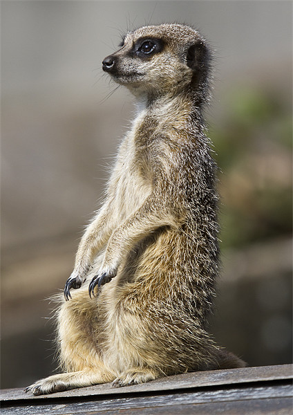 Meerkat on A Hot Tin Roof Picture Board by Mike Gorton