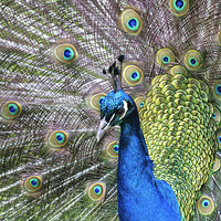 Buy canvas prints of Peacock by Mike Gorton