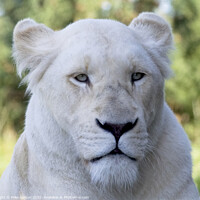 Buy canvas prints of White Lion by Mike Gorton