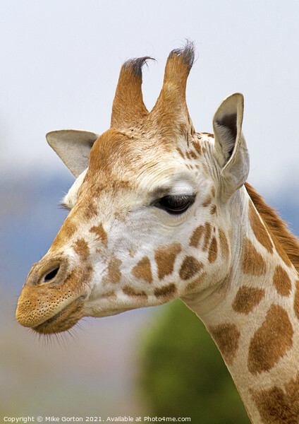 giraffe head shot  Picture Board by Mike Gorton