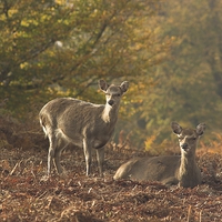 Buy canvas prints of  Deer at Knole Park by Tim Bell