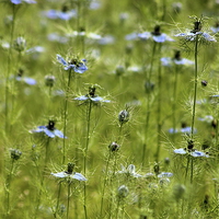 Buy canvas prints of  Love in a mist by Tim Bell