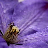Buy canvas prints of  Clematis by Tim Bell