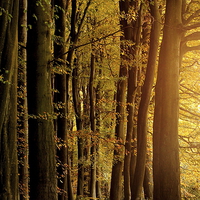 Buy canvas prints of  Woodland glow  by Tim Bell