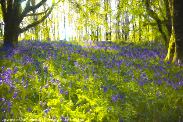 Bluebell Dawn Picture Board by Shaun White