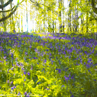 Buy canvas prints of Bluebell Dawn by Shaun White