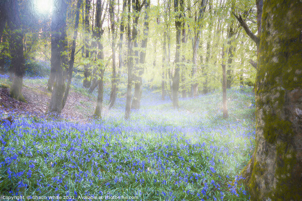 Bluebells at Dawn Picture Board by Shaun White